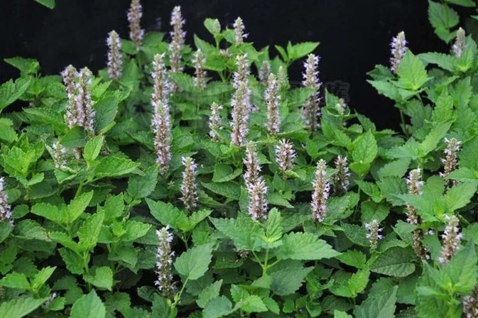 喉嚨有痰可以吃仙草嗎？中醫師解析仙草對化痰的實際效果與飲食禁忌