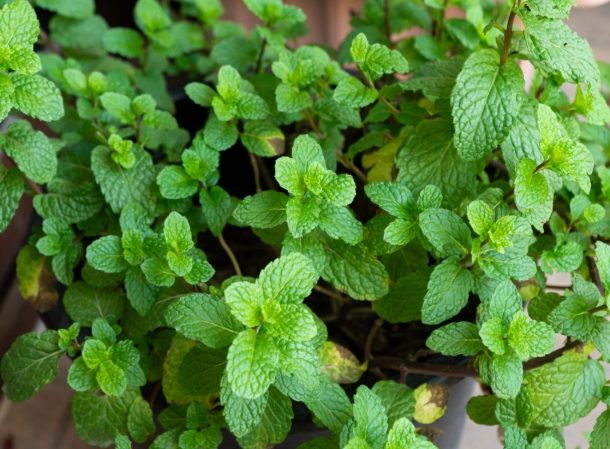 薄荷好處全解析：從健康到日常生活的驚人益處